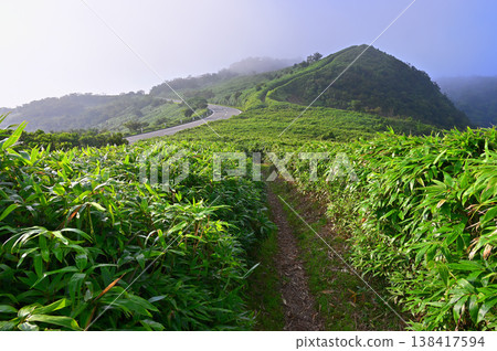 伊豆半島的伊豆山脊步道：竹草覆蓋的山路和古木山景色。 138417594