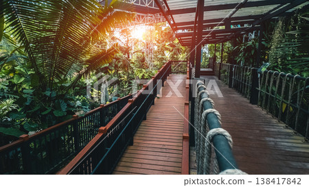 Wooden walkway in tropical greenhouse with lush plants and foliage, Indoor garden boardwalk path surrounded by dense greenery and exotic vegetation 138417842