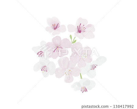 Cherry Blossoms Cherry Blossoms 138417992