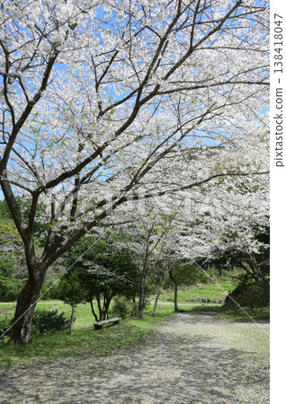 宮崎市田野町的櫻花 138418047