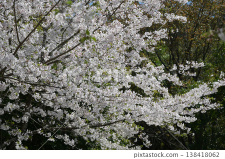 宮崎市田野町的櫻花 宮崎市田野町的櫻花 138418062