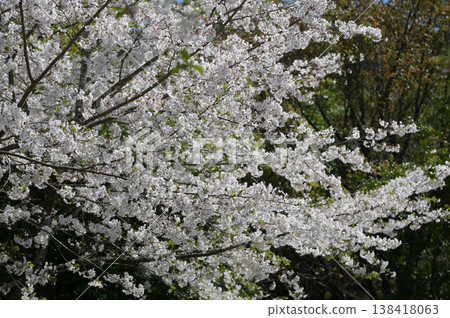 宮崎市田野町的櫻花 宮崎市田野町的櫻花 138418063