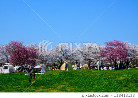 東京都足立區舍人公園:千本櫻節 東京都足立區舍人公園:千本櫻節 138418138