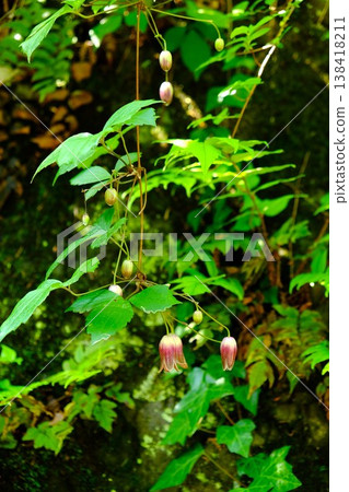 {Kanagawa Prefecture} Bellflowers blooming on a stone wall {Kanagawa Prefecture} Bellflowers blooming on a stone wall 138418211