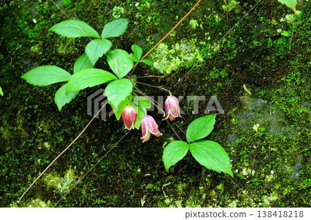 {Kanagawa} Bellflower blossoms blooming on the stone wall {Kanagawa} Bellflower blossoms blooming on the stone wall 138418218