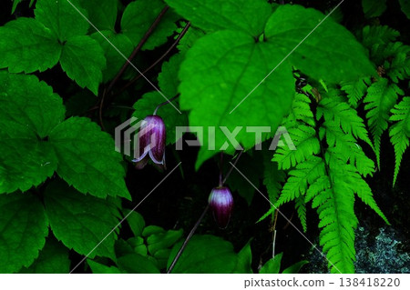 {Kanagawa Prefecture} Clematis flowers blooming in the shade {Kanagawa Prefecture} Clematis flowers blooming in the shade 138418220