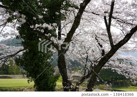 A mountain cherry blossoms with a haze A mountain cherry blossoms with a haze 138418366