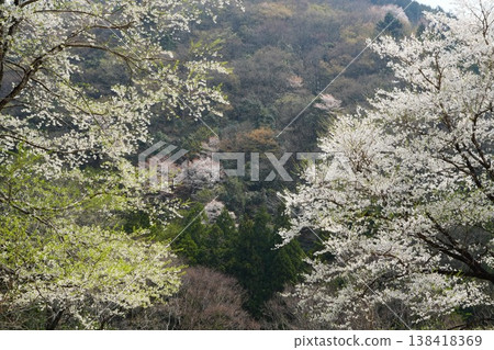 The cherry blossoms in full bloom The cherry blossoms in full bloom 138418369
