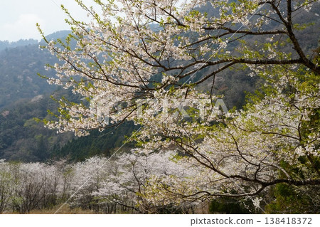 盛開的櫻花 138418372