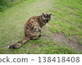生鏽的貓在廣場上玩耍 138418408