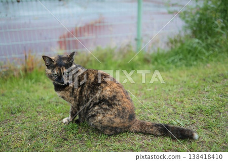 生鏽的貓在廣場上玩耍 138418410