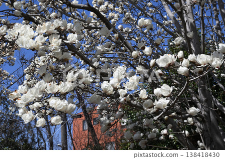平瀨川沿岸盛開的白色玉蘭花 平瀨川沿岸盛開的白色玉蘭花 138418430