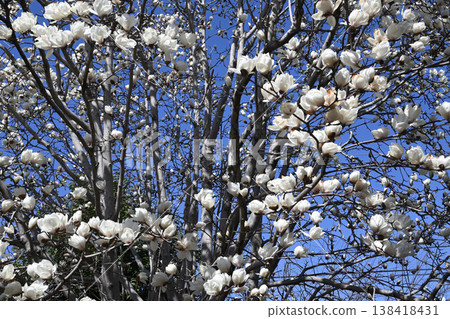 平瀨川沿岸盛開的白色玉蘭花 138418431