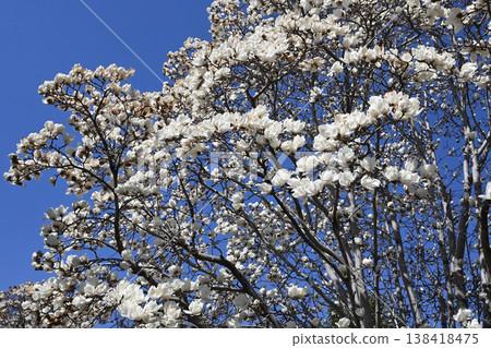 White magnolias blooming along the Hirase River White magnolias blooming along the Hirase River 138418475