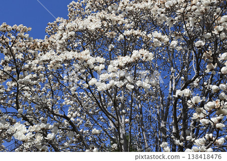 平瀨川沿岸盛開的白色玉蘭花 平瀨川沿岸盛開的白色玉蘭花 138418476