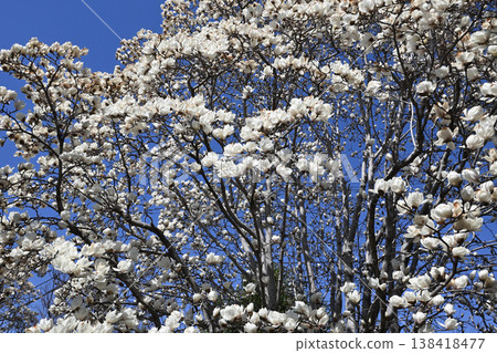 平瀨川沿岸盛開的白色玉蘭花 平瀨川沿岸盛開的白色玉蘭花 138418477