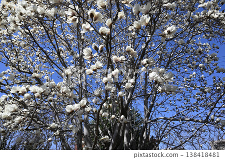 平瀨川沿岸盛開的白色玉蘭花 平瀨川沿岸盛開的白色玉蘭花 138418481