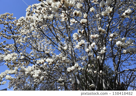 平瀨川沿岸盛開的白色玉蘭花 138418482