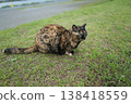 生鏽的貓在廣場上玩耍 138418559