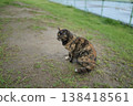 生鏽的貓在廣場上玩耍 138418561