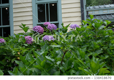 Hydrangeas at Fuchu City Local History Museum Hydrangeas at Fuchu City Local History Museum 138418670
