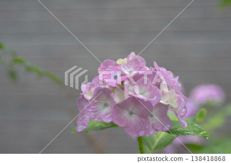 府中市地方歷史博物館的繡球花 138418868