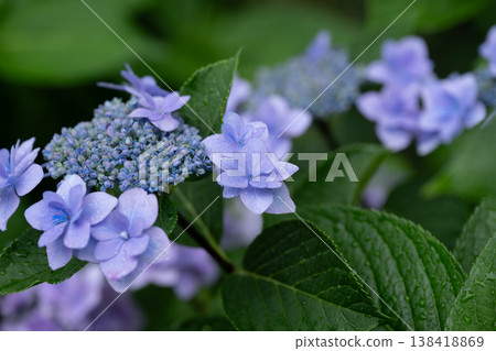 Hydrangeas at Fuchu City Local History Museum Hydrangeas at Fuchu City Local History Museum 138418869