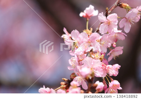 Collecting cherry blossom honey 138418892