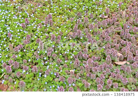 春天的花：Veronica persica 和 Lamium amlexicaule 138418975