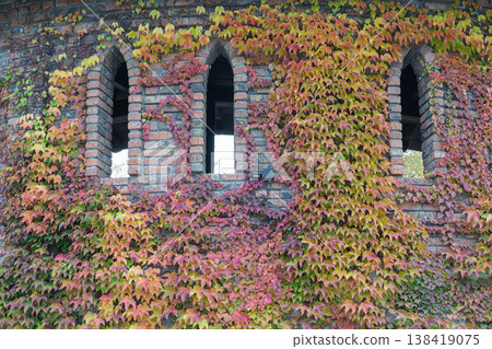 Vines cover brick wall near windows in autumn Vines cover brick wall near windows in autumn 138419075