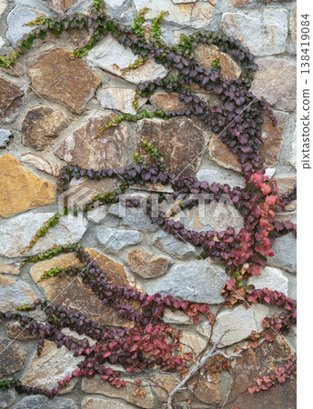 Vines growing on a stone wall in a garden Vines growing on a stone wall in a garden 138419084