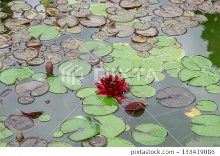 Red water lily blooms in a pond with green leaves Red water lily blooms in a pond with green leaves 138419086