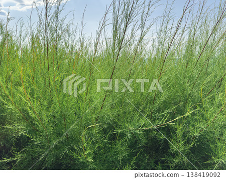 Green bushes grow under a clear sky at midday 138419092