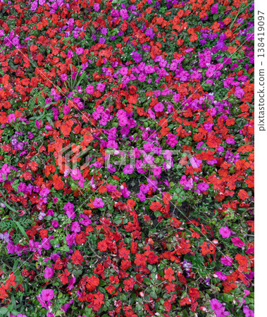 Colorful flowers brighten the garden Colorful flowers brighten the garden 138419097