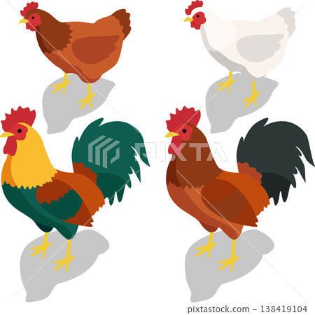Isometric farm chicken livestock illustration Isometric farm chicken livestock illustration 138419104