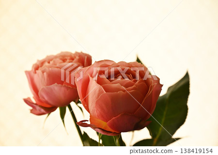Rose of pink color Rose of pink color 138419154