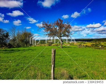 Lone fruit tree in a vibrant green meadow under a bright blue cloudy sky 138419453
