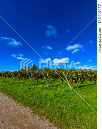 Vibrant orange and yellow grapevine rows in a sunlit autumn vineyard 138419457