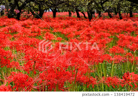 Cluster amaryllis 138419472