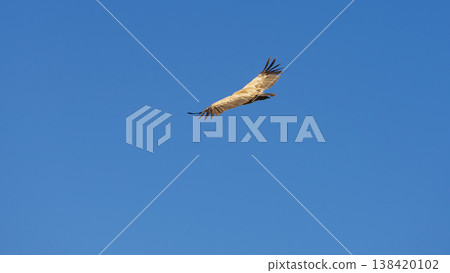 Vulture bird in flight over canyon Gorges du Verdon, Provence in France Vulture bird in flight over canyon Gorges du Verdon, Provence in France 138420102