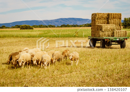 Sheep are grazing in a field while a hay cart stands nearby under a clear sky in rural farmland Sheep are grazing in a field while a hay cart stands nearby under a clear sky in rural farmland 138420107