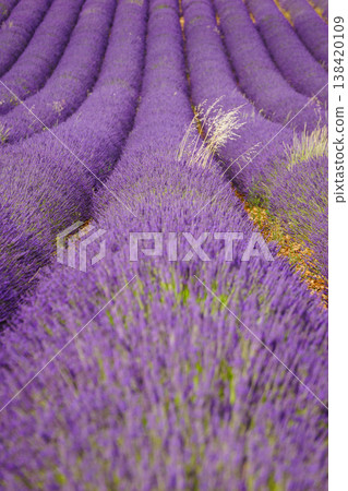Fields of lavender stretch as far as the eye can see in a rural area during bright daylight in summer Fields of lavender stretch as far as the eye can see in a rural area during bright daylight in summer 138420109