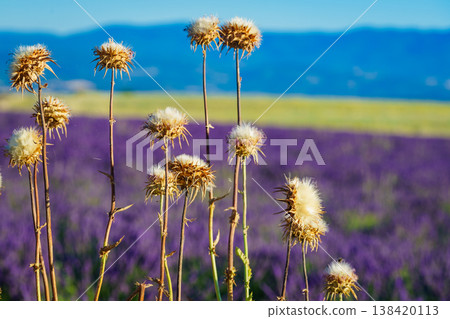 Dried milk thistle flowers in summer Dried milk thistle flowers in summer 138420113