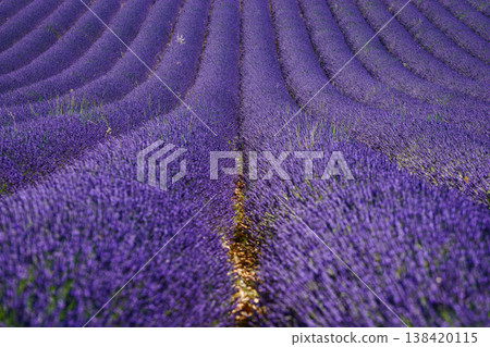Fields of lavender stretch as far as the eye can see in a rural area during bright daylight in summer Fields of lavender stretch as far as the eye can see in a rural area during bright daylight in summer 138420115