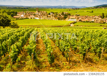 Summer vineyards landscape and village Pommard. Burgundy road. Cote de Beaune, Cote d'Or, France. Summer vineyards landscape and village Pommard. Burgundy road. Cote de Beaune, Cote d'Or, France. 138420135
