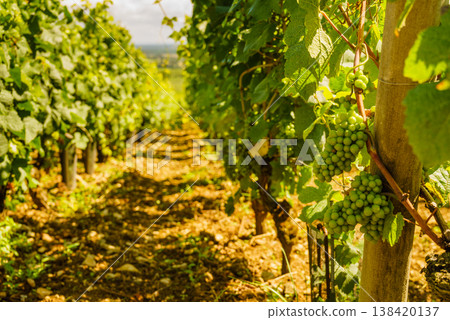Green vineyards. Pommard wine region, Bourgogne-Franche-Comte in France. Route des Grands Crus. 138420137