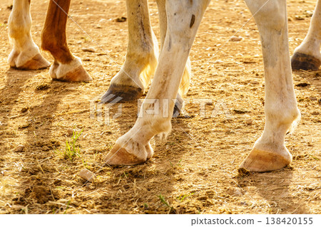 Horses walking on dirt ground during the day in a rural setting 138420155
