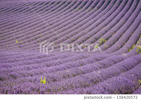 Fields of lavender stretch as far as the eye can see in a rural area during bright daylight in summer Fields of lavender stretch as far as the eye can see in a rural area during bright daylight in summer 138420572