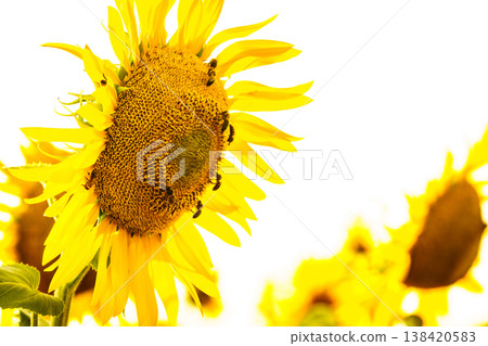 Bblooming sunflower with a lot of honey worker bees on flower collecting pollen Bblooming sunflower with a lot of honey worker bees on flower collecting pollen 138420583