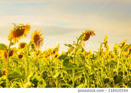 Field of blooming sunflowers, Provence France. Field of blooming sunflowers, Provence France. 138420584